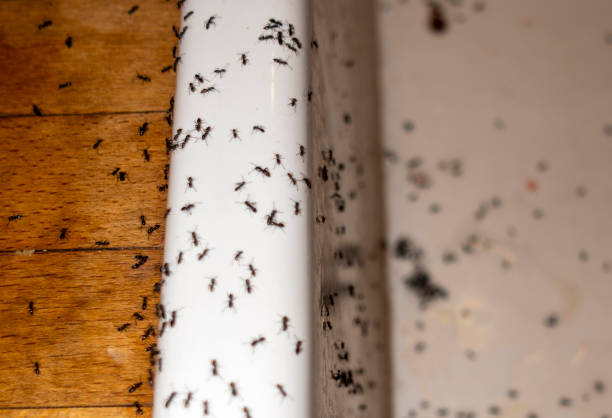 Best Commercial Pest Control Services  in Lake Lifornia, CA